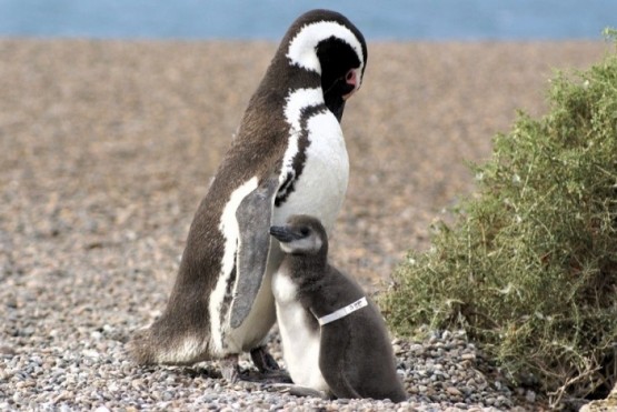 Revelan que el sexo de las crías de los pingüinos está relacionada con la fecha de puesta de los huevos