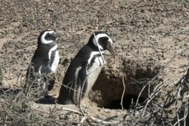 Expectativa internacional por el juicio de la denominada "Masacre de los pingüinos"