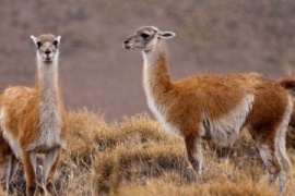 Más guanacos, menos ovejas