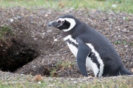 El lunes 28 de octubre se inicia juicio por maltrato animal en Punta Tombo