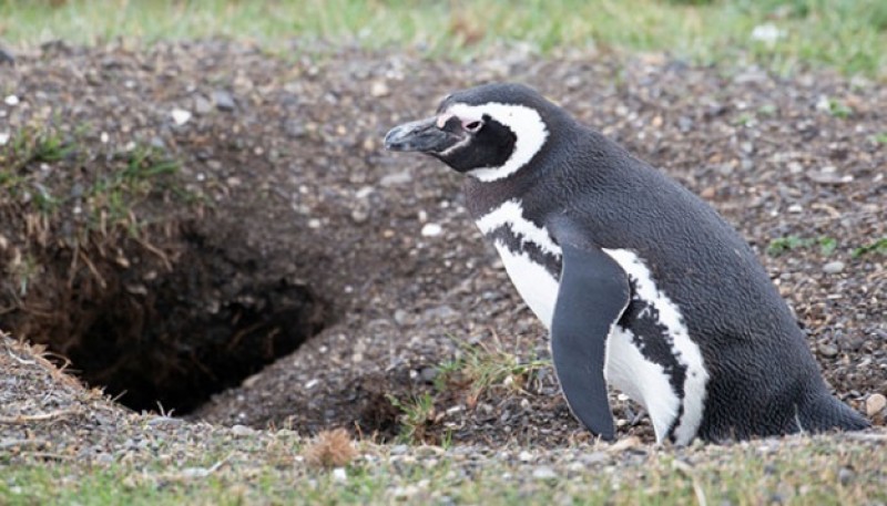 El lunes 28 de octubre se inicia juicio por maltrato animal en Punta Tombo