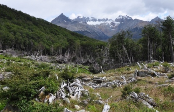 Provincias estudian demandar a Nación por el recorte a la protección de bosques