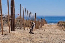 Imputado por masacre de pingüinos podría recibir 4 años