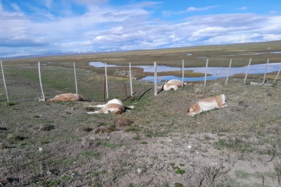 Encuentran cerca de una veintena de guanacos muertos