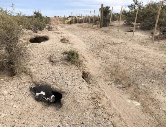 Masacre de pingüinos:el acusado ofrece terrenos para no ir a Juicio