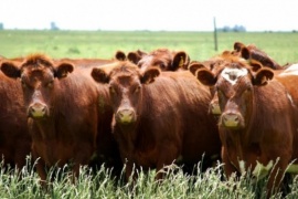 La superpoblación de una especie amenaza con destruir la producción ovina patagónica