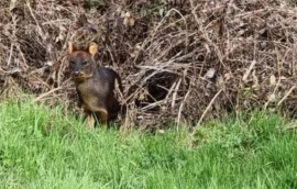 Sorpresa: apareció una hembra de huemul con su cría a la vera de un camino