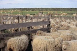 Preocupa la matanza de ovejas en Chubut