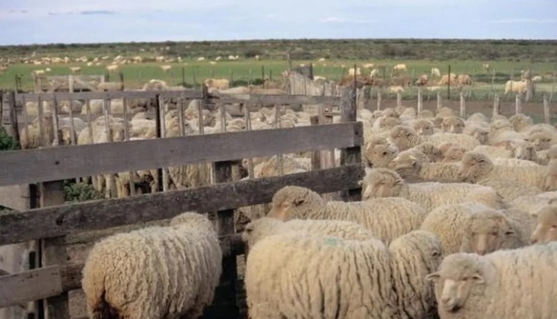 Preocupa la matanza de ovejas en Chubut