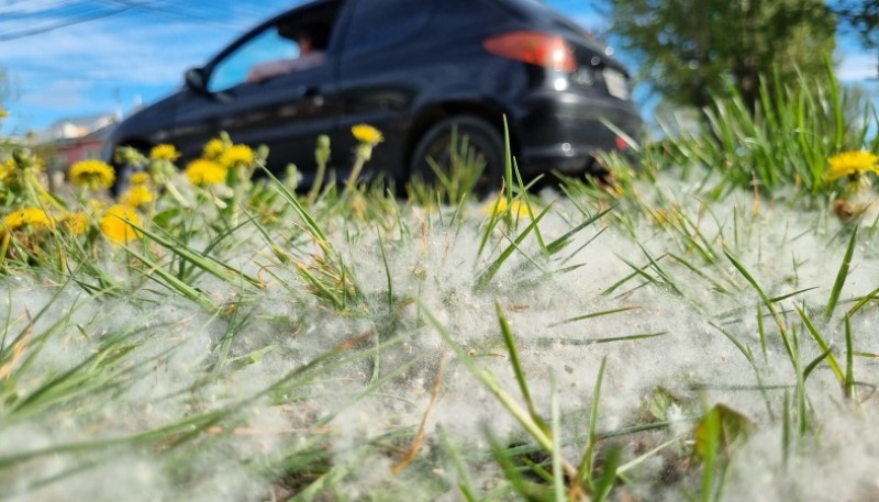 Volvió el temor de los alérgicos: qué son las pelusas blancas que vemos por Río Gallegos.