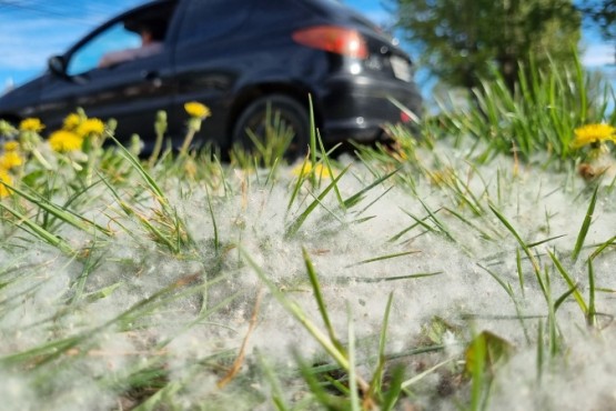 Volvió el temor de los alérgicos: qué son las pelusas blancas que vemos por Río Gallegos.