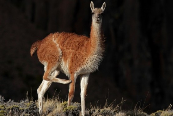 Desmienten que el guanaco sea el responsable de la crisis de sobrepastoreo