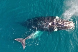 Monitorean los viajes de 10 ballenas francas