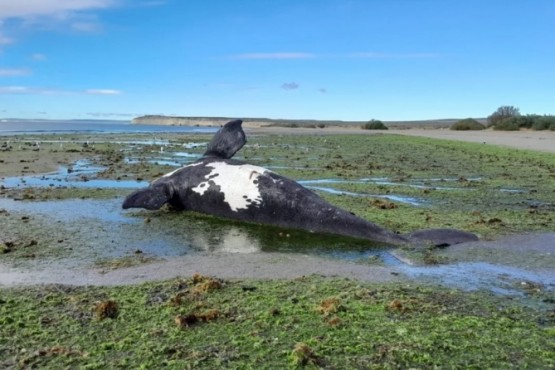 Preocupación en Chubut: registraron 71 ballenas muertas y sospechan que se habrían intoxicado