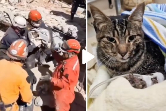 Rescataron a un gatito que quedó bajo los escombros