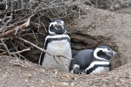 Se conocerá el veredicto contra el ganadero acusado de la matanza de pingüinos