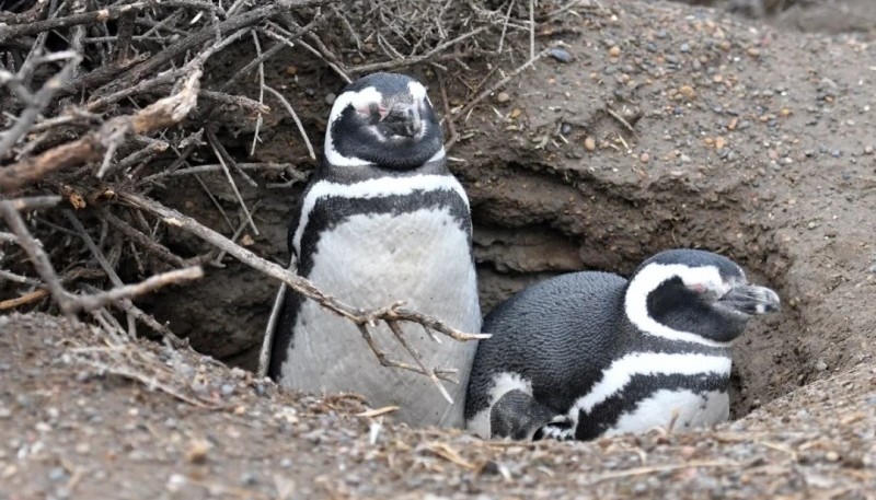 Este jueves se conocerá el veredicto contra el ganadero acusado de la matanza de pingüinos en Punta Tombo.