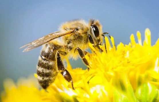 Horror: Un hombre murió tras ser picado por 150 abejas