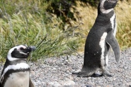 Declararon a productor culpable de la masacre de cientos de pingüinos de Punta Tombo