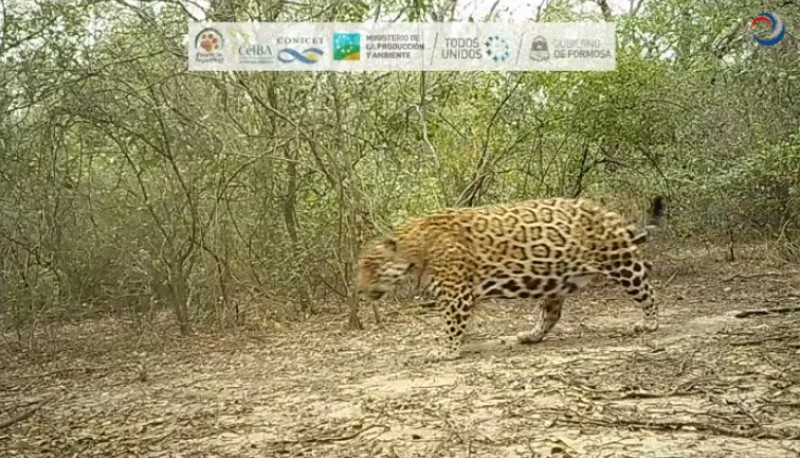 Yaguareté captado. Fotografía: Agencia Noticias Argentinas/ Ministerio de la Producción y Ambiente y el Proyecto Yaguareté del Centro de Investigaciones del Bosque Atlántico.