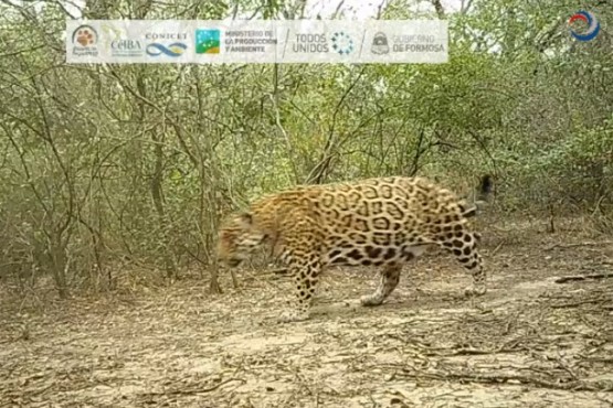 Yaguareté captado. Fotografía: Agencia Noticias Argentinas/ Ministerio de la Producción y Ambiente y el Proyecto Yaguareté del Centro de Investigaciones del Bosque Atlántico.