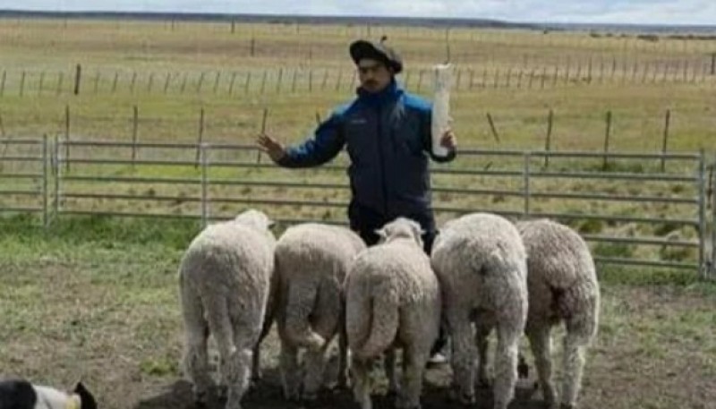 Plan de manejo del guanaco y compensación impositiva para la patagonia