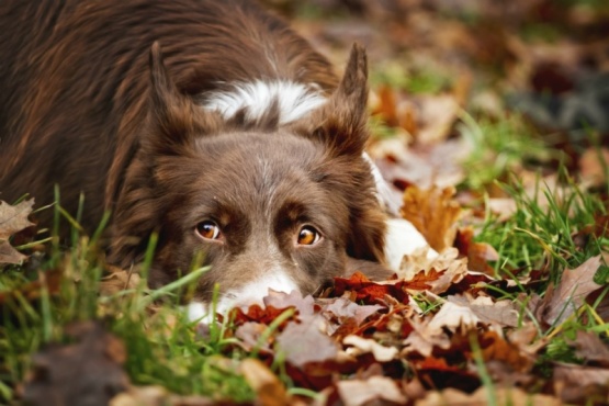 Río Grande lanza una web para fomentar la adopción responsable de mascotas