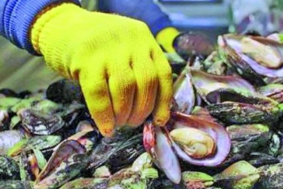 Veda por Marea Roja en el Golfo Nuevo