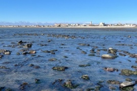 Alarma mundial y el proyecto para protegerlos en Tierra del Fuego