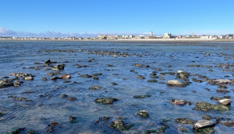 Alarma mundial y el proyecto para protegerlos en Tierra del Fuego