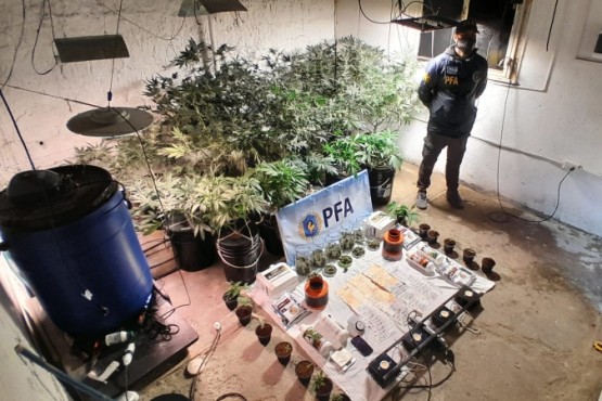 Policía Federal desmanteló cultivo indoor de marihuana en Puerto Madryn