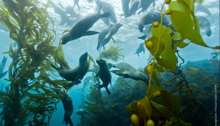 Los Bosques Submarinos de Tierra del Fuego protegidos por Ley