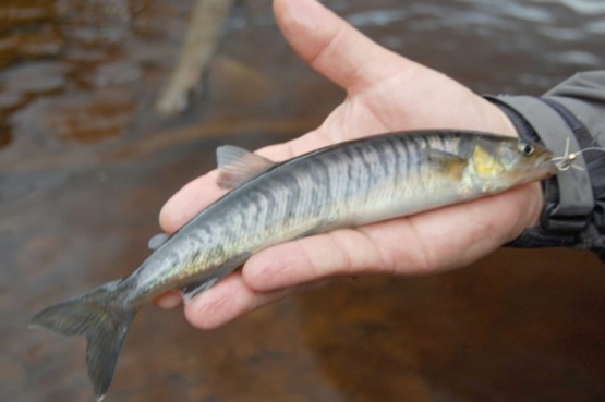 Identifican una nueva especie de pez de agua dulce