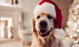 Cómo cuidar a las mascotas de la pirotecnia en Navidad