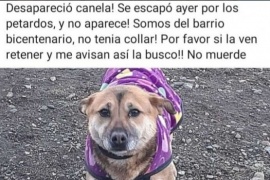 Una gran cantidad de perros y gatos son buscados por sus dueños