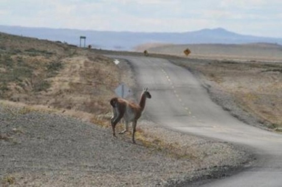 Preocupación por la fauna silvestre en las rutas de Santa Cruz