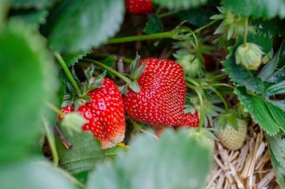 Perito Moreno duplicó la producción de frutillas en el 2024