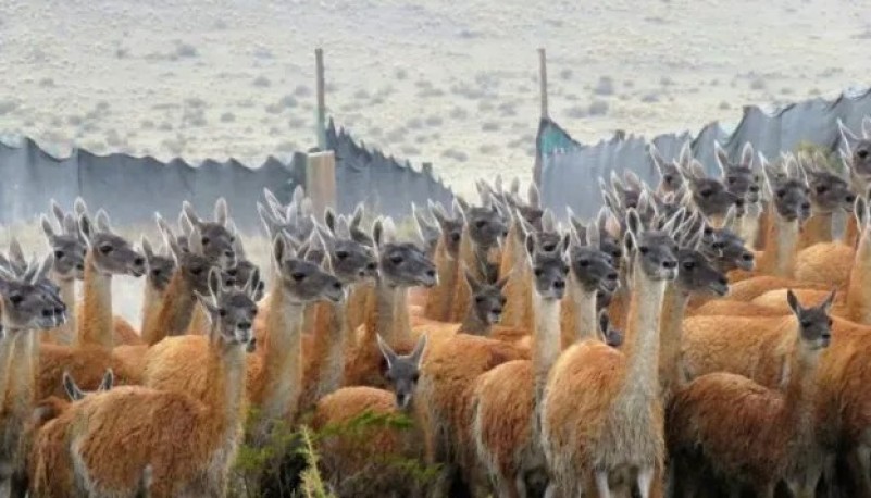 CONICET brinda asistencia técnica para el aprovechamiento sustentable de la fibra de guanacos