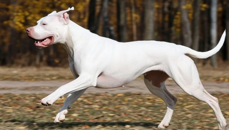 Una jubilada de 70 años fue atacada por un dogo en Bahía Blanca