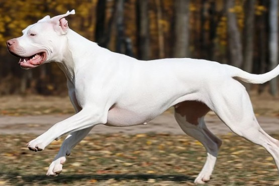 Una jubilada de 70 años fue atacada por un dogo en Bahía Blanca