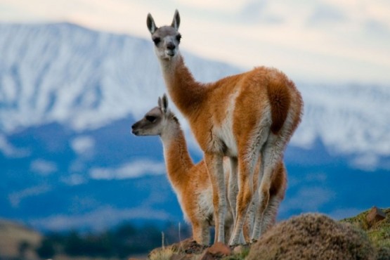 La fibra de guanaco puede llegar a venderse a 200 dólares por kilo