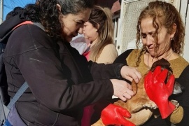 Chubut aplicó más de 18.000 vacunas antirrábicas de uso veterinario durante 2024