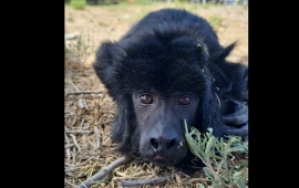 El monito Yeiko ya está en camino hacia un nuevo hogar en Luján