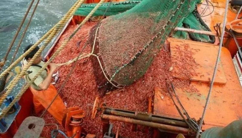 Provincia suspende la pesca de langostino en zonas clave por una semana