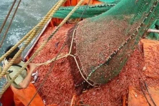 Provincia suspende la pesca de langostino en zonas clave por una semana