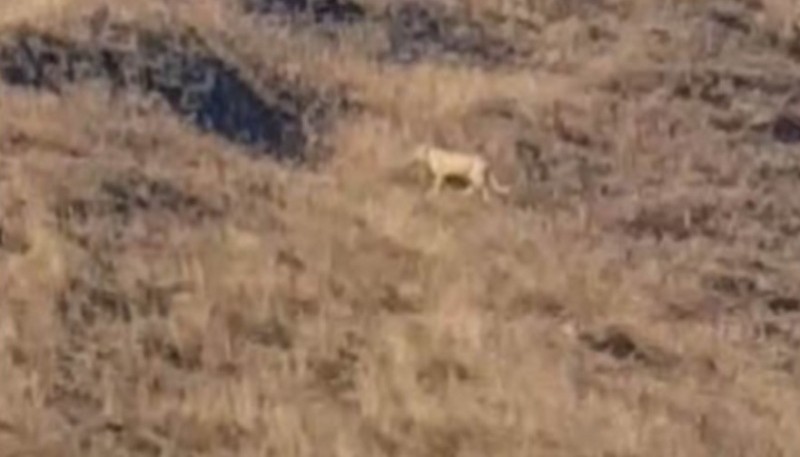 Alertan presencia de un puma cerca del paso San Sebastián