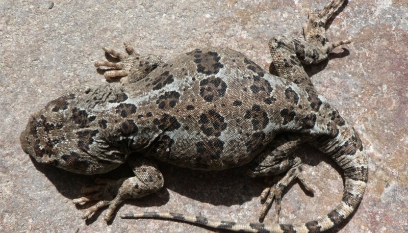 Científicos descubren una nueva especie de lagartija que vive en campos volcánicos