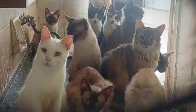 Rescatan a más de 50 gatos y perros hacinados y enfermos en un departamento