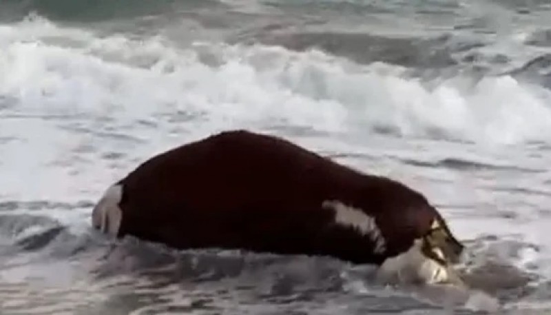 Sorpresa en Las Grutas: apareció una vaca muerta en el mar