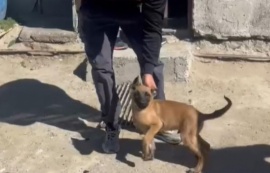 Un final feliz: hallaron a Rufinnio, el cachorro entrenado para rescates